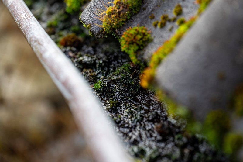 algae and moss in gutters