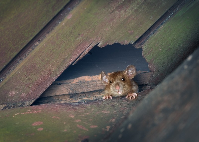 roof rat burrowing