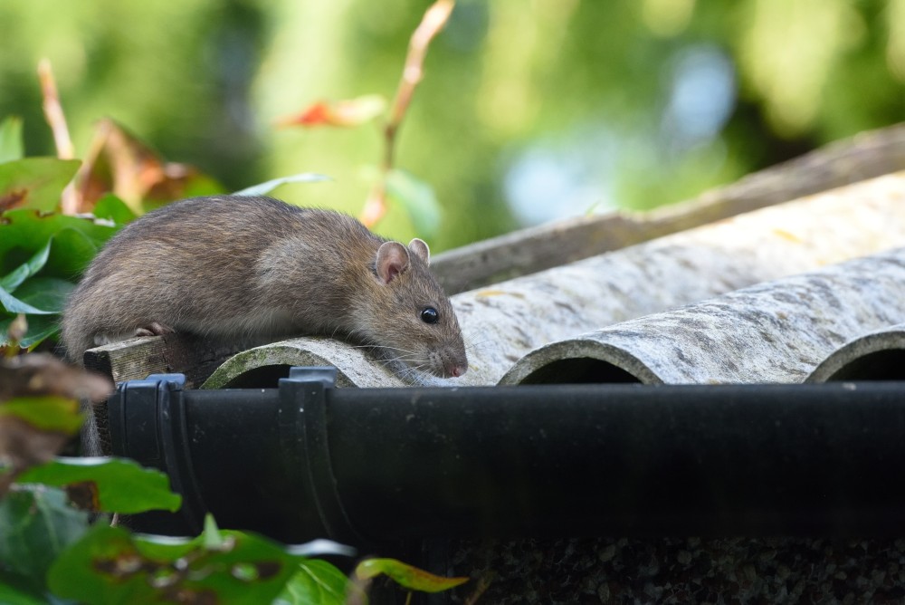 Roof Rats: What They Are and How to Get Rid of Them
