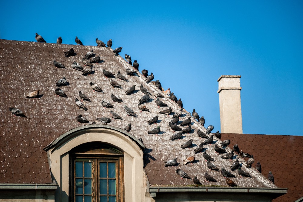How to Get Rid of Pigeons on Your Roof