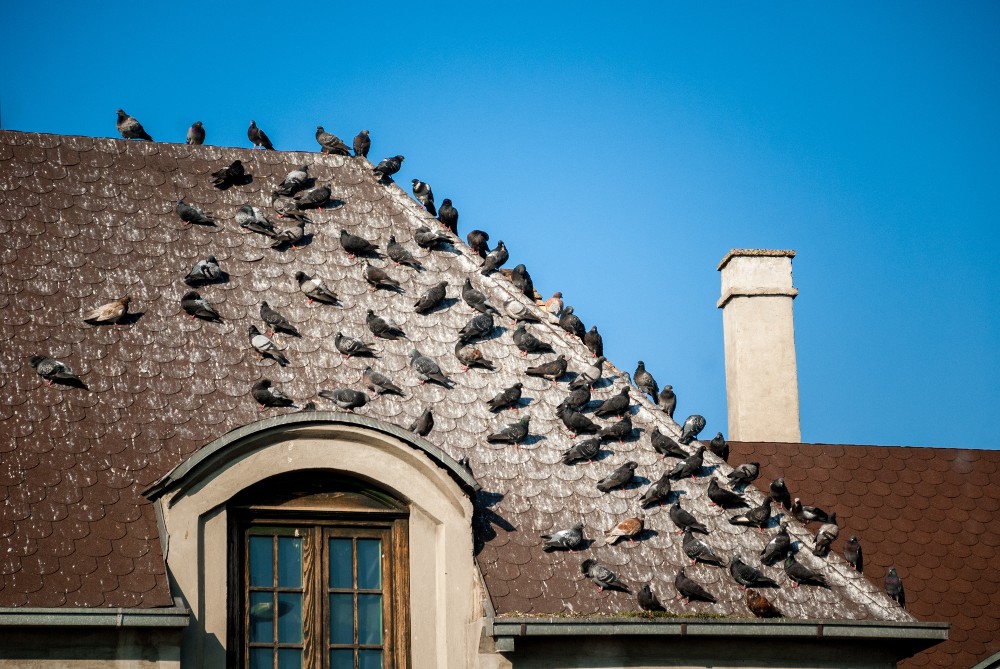 pigeons on roof