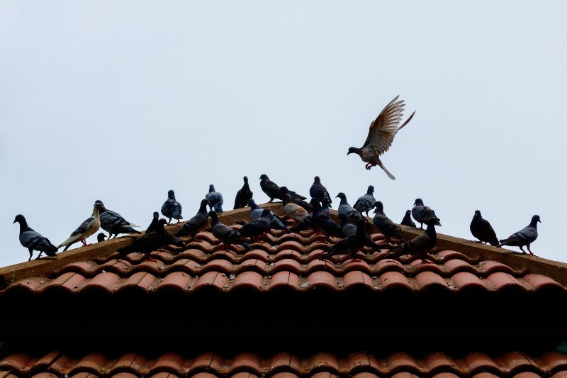 roof with pigeons